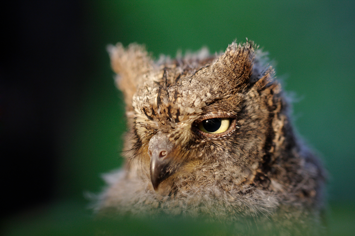 Accueil Le Marais Aux Oiseaux